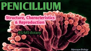 Penicillium  Structure Characteristics amp Reproduction  BSMSBotany  Urdu amp Hindi [upl. by Nalehp890]