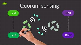 Decoding Quorum Sensing in Pseudomonas aeruginosa  Basic Science Series [upl. by Eiroc844]