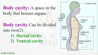 Body Cavities and Membranes  Human Anatomy  AFSOMALI [upl. by Allekim]