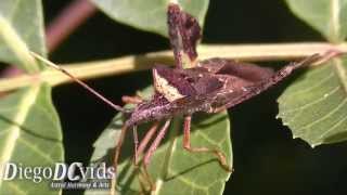 Leptoglossus sp  Leaffooted bug species Coreidae  Anisoscelini percevejo [upl. by Akinej]