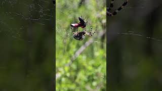 Spider Hunting spider hunt web insect forest jungle daytime noon nature wildlife HA28891 [upl. by Cathrin]