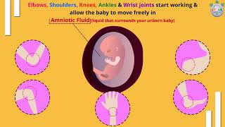 How Your Baby Grows at 9th Week of Pregnancy – Part 3 [upl. by Asile]