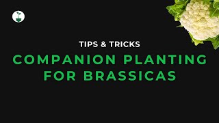 Companion Planting for Brassicas🥦  Tips amp Tricks  Akhona the Farmer [upl. by Esalb]