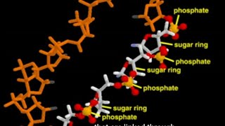 AIIMS AND NEET BIOLOGY ampCSIRNET LIFESCIENCES [upl. by Dowd211]