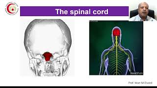 Spinal cord lesions [upl. by Leirbag]