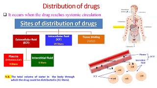 Lecture 2 Distribution of Drugs  Dr Elsayed Abdelhadi 2023  2024 [upl. by Eiclehc810]