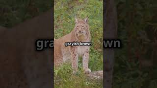 Eurasian Lynx in the Wild 🌲🐾 Majestic Forest Cat shorts wildlife [upl. by Atis]