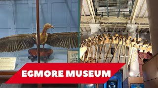 Egmore Museum Chennai  A quick glance 4K HD Government Museum Chennai  Best Place Visit in Chennai [upl. by Rumery415]