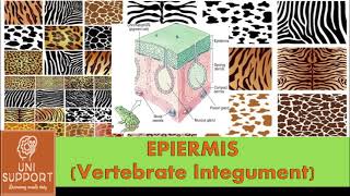 Structure of Animal Skin  Structure and Functions of Epidermis [upl. by Ergener]