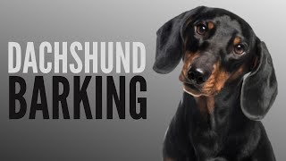 Dachshund Talking And Barking  Funny Dachshund Bark [upl. by Livingstone153]