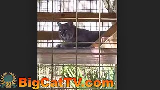 🎃Join us as we hand out pumpkin enrichment to the cats at Big Cat Rescue It’s one of their favorite [upl. by Oirad468]