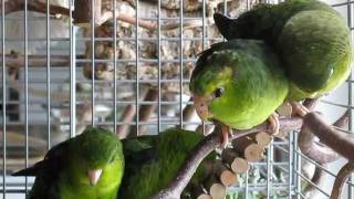 Lineolated Parakeets Who moves first [upl. by Eleen825]