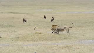 Lion Steals Kill in Ngorongoro Crater [upl. by Brock]