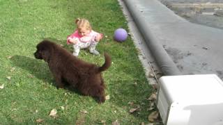 Newfoundland Puppies can be Clumsy [upl. by Attecnoc]