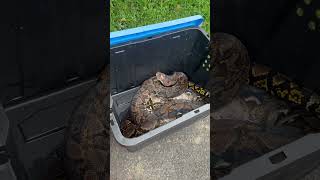 Pitones Reticuladas en Puerto Rico 🇵🇷🐍😍Estan saliendo muchas en el área central de Puerto Rico [upl. by Jp776]