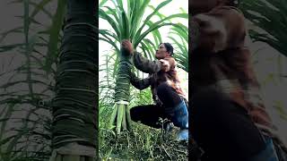 Unique Technique of Farming Sugarcane farming sugarcane satisfying [upl. by Annirak]