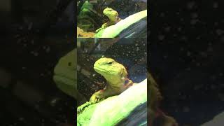 The MOST IMPORTANT Uromastyx Care Tip reptiles animals lizard pets uromastyx petcare [upl. by Zamir]