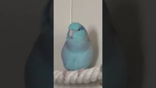 Tiny talons huge heart🦜❤️birds parrotlet parrot [upl. by Onurb]