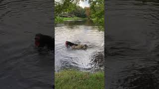 Nellie got the frisbee 2 xs today swimmingdogs doglover dog neighborsue dogsofyoutube [upl. by Ahsaf786]