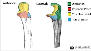 Ulna anatomical features and side diterminationanatomyviralvideomedicalstudent biology clinici [upl. by Quentin]