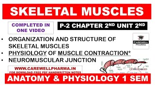 Skeletal Muscle  Physiology of Muscle Contraction  Neuromuscular Junction  Structure  Ch 2 U 2 [upl. by Brien818]