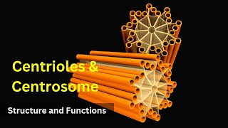 Centrioles structure and functions Centrosomes  Cilia and FlagellaBiology class 9 Cell biology [upl. by Ssidnak]