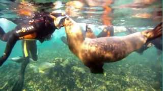 BUCEO CON LOBOS en PUERTO MADRYN [upl. by Bloom]