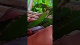 FLIPKART Dragon plant review FLIPKART SE DRAGON PLANT REVIEW fdragon minivlogdragonplant [upl. by Kasper660]