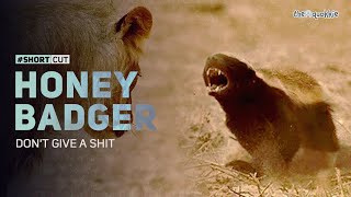 Honey Badger  Dont Give a Sht ShortCut [upl. by Nas]