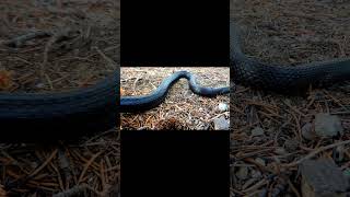 Melanotic Natrix helvetica snakes snake reptiles grasssnake natrix animals ophis [upl. by Narut964]