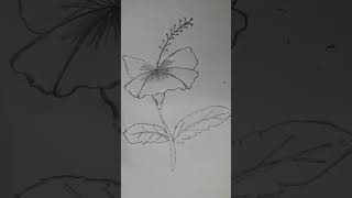 Art a gray hibiscus flowers with the gray artist drawing art foryou fyp hibiscus flowers [upl. by Stalk]