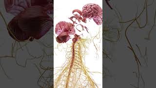 🧠 Exploded View of the Brain Unlocking Its Complex Anatomy anatomy [upl. by Shatzer969]