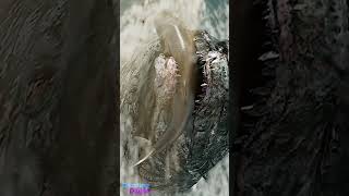 Godzilla Eats The Meg TheMeg megalodon Godzilla DazzlingDivine [upl. by Cherianne173]