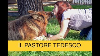 IL PASTORE TEDESCO 5 COSE DA SAPERE [upl. by Adnir]