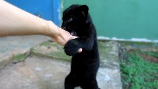 Playing with a black jaguar cub [upl. by Akiras]