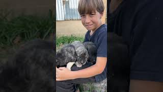 Raising the next generation of little livestock guardian dogs workingdog homestead [upl. by Edylc]