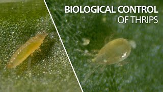 Biological control of thrips  Neoseiulus cucumeris [upl. by Kyre]