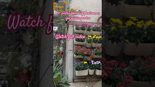 winter flowering plants gardeningaesthetics gardening winterfloweringplant [upl. by Analim969]