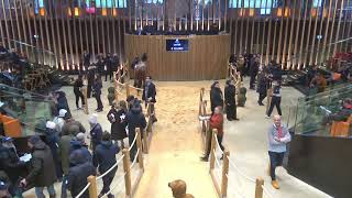 Top Price N°1  160000E  GARDE DE BURGE  Vente Arqana dAutome  Elevage Obstacle 2024 [upl. by Gnot]