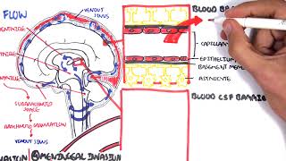 Bacterial Meningitis Pathophysiology [upl. by Gilbertson593]