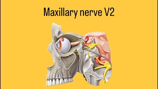 Maxillary nerve V2 [upl. by Clarette679]