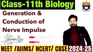 Generation and Conduction of Nerve Impulse  Neural Control and Coordination class 11 neet [upl. by Gittel]