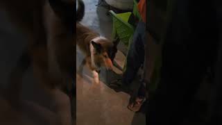 Dog 🐕 annoyed by dog colliebuddz dog youtube ytshorts dogsofinstagram youtubeshorts [upl. by Lalla]