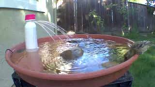 Gorgeous Lesser Goldfinches drinking at the yogurt bottle fountain bird bath [upl. by Naujled]