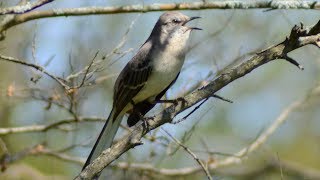 Mockingbird singing song  sounds [upl. by Havstad]