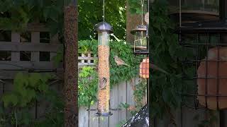 Bird Watching for Cats Natures TV Show 🐦 birds catwatchingtv birdenthusiast [upl. by Aimee]