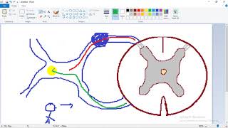 ASCENDING TRACTS 1  dr Laila   Lateral Spinothalamic  الجهاز العصبي [upl. by Ainsley]