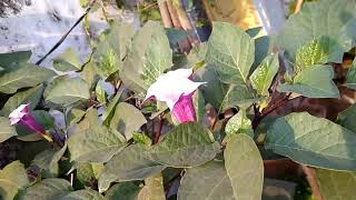 6quot hight Datura tree metal datura black Datura ayurvedic plants [upl. by Nonnahsed]