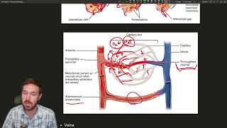 Navigating the Vascular Highway Understanding Blood Vessels and Capillaries [upl. by Attenauqa]