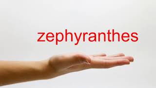 How to Pronounce zephyranthes  American English [upl. by Yclehc]